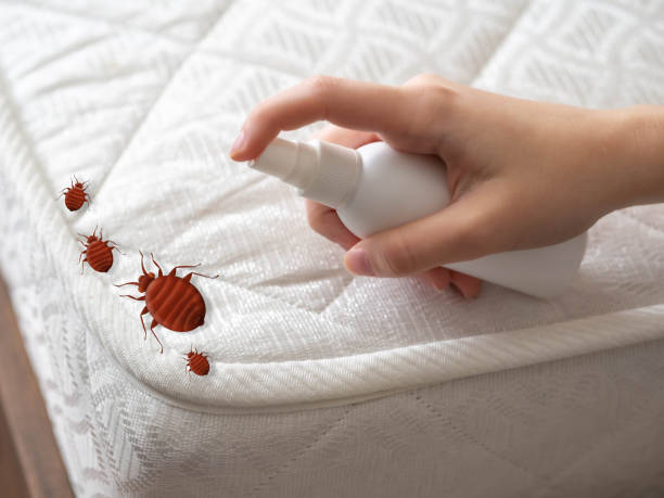 Best Wasp Removal Services  in East Honolulu, HI